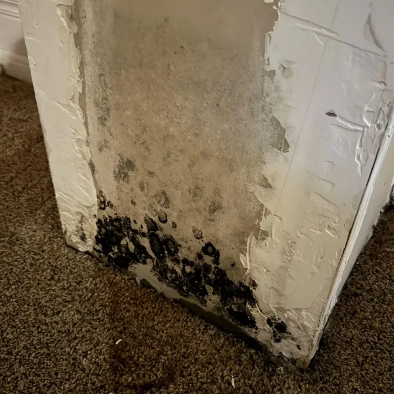 Professional Mold Removal in Aledo, TX